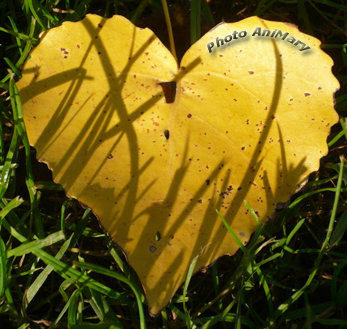 Arbre de Vie Académie